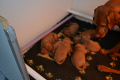 Cest-lheure-de-la-tetee