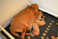 Tout-le-monde-dort-meme-maman