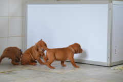 Bonne-la-bouillieSC_0011