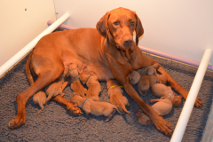 1-Je-vous-les-présente