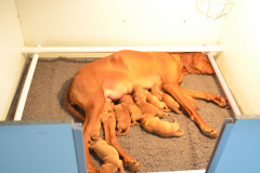 10-la-tetee-se-finit-chouette