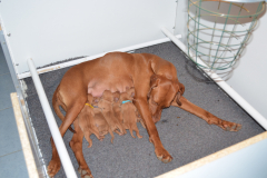 9-Tout-le-monde-a-la-tetee