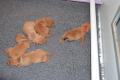 Petits-Males1