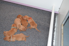 Petits-Males2