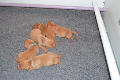 Petits-Males3