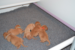 Petits-Males4