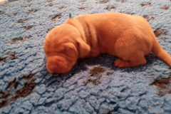 Cesaria-je-suis-presque-la-plus-grosse