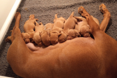 Open-bar-mais-alighnes