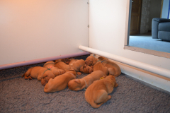 Tout-le-monde-dort