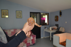 Male-Gris