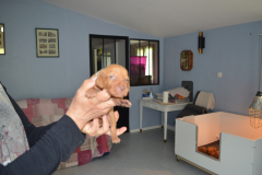 Male-Gris2