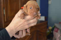 Male-Orange1