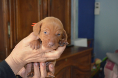 Male-Orange2