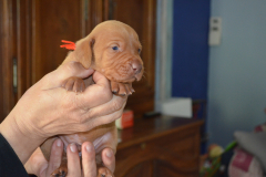 Male-Orange3