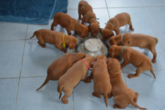 13_Premiere-bouillie