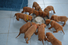 14_Premiere-bouillie