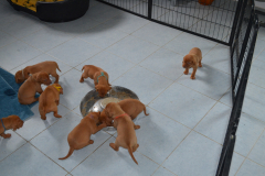 15_Premiere-bouillie