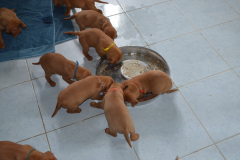 16_Premiere-bouillie