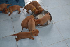 17_Premiere-bouillie