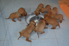 1_Premiere-gamelle-de-lait