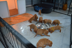 2_Premiere-gamelle-de-lait