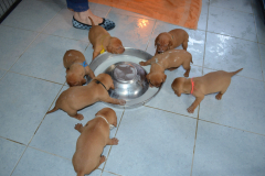 3_Premiere-gamelle-de-lait