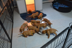 4_Premiere-gamelle-de-lait