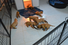 5_Premiere-gamelle-de-lait