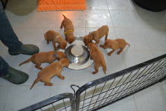 7_Premiere-gamelle-de-lait