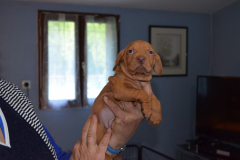 Male-Bleu1