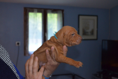 Male-Bleu2