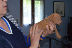 Male-Gris1