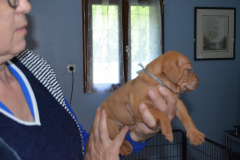 Male-Gris2