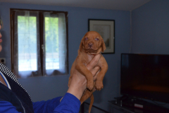 Male-Orange1