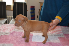 Male-Gris