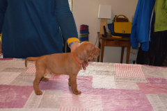 Male-Orange2
