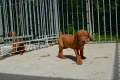 SIMBA1