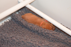 4-Le-repos-de-la-guerriere