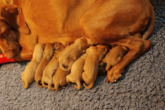 La-Naissance