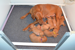 Bichonnes-par-maman2