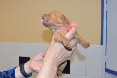 Fem.-Rose-Tralalaitou