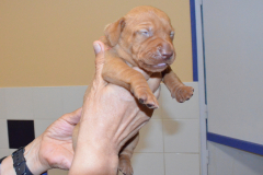 Fem.-Rose3
