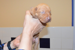 Male-Violet