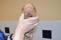 Male-Violet1
