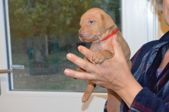 Male-Rouge
