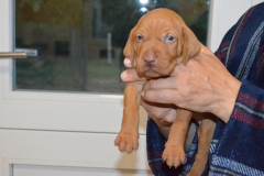 Male-Viole1