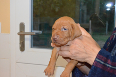 Male-Violet
