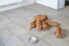 Prem.-Laissez-en-aux-autres