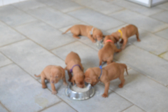 Prem.-Pas-trop-degueu