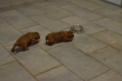 Prem.-cest-quoi-ce-truc